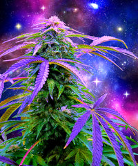Cosmic Weed Plush Fleece Blanket